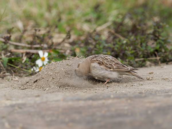 PC270983_DxO PC270983_DxO