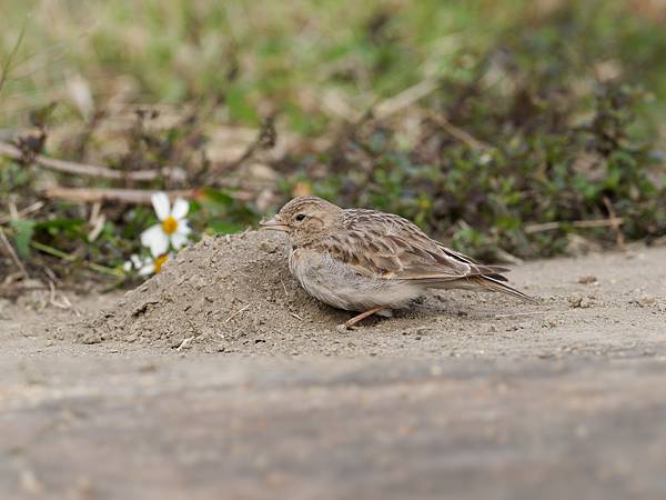 PC270988_DxO PC270988_DxO