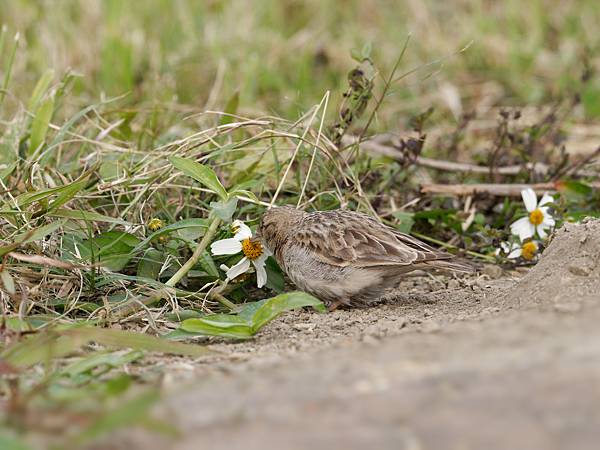 PC271933_DxO PC271933_DxO