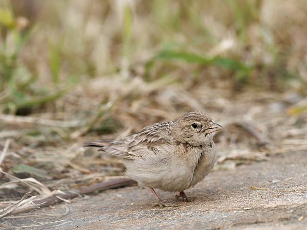 PC272035_DxO PC272035_DxO