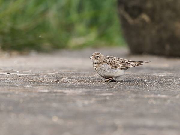 PC272265_DxO PC272265_DxO