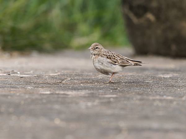 PC272271_DxO PC272271_DxO