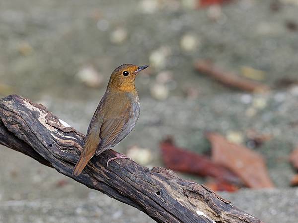 PB220466_DxO PB220466_DxO