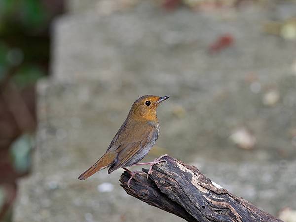 PB220049_DxO PB220049_DxO