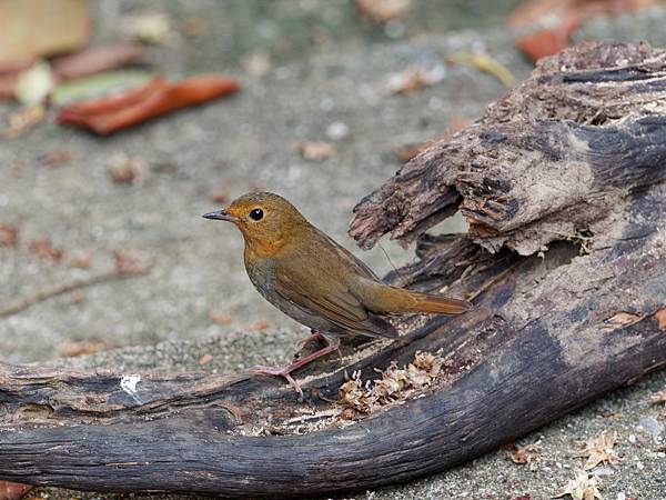 PB220771_DxO PB220771_DxO