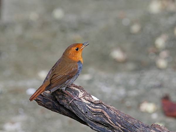 PB221101_DxO PB221101_DxO