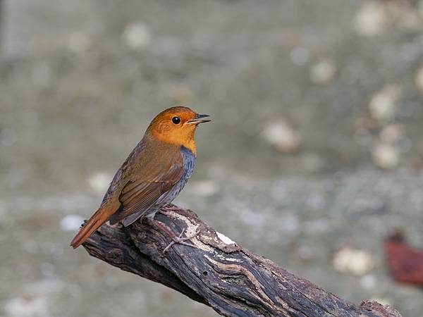 PB221154_DxO PB221154_DxO