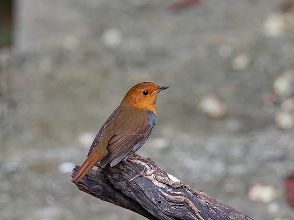 PB221268_DxO PB221268_DxO