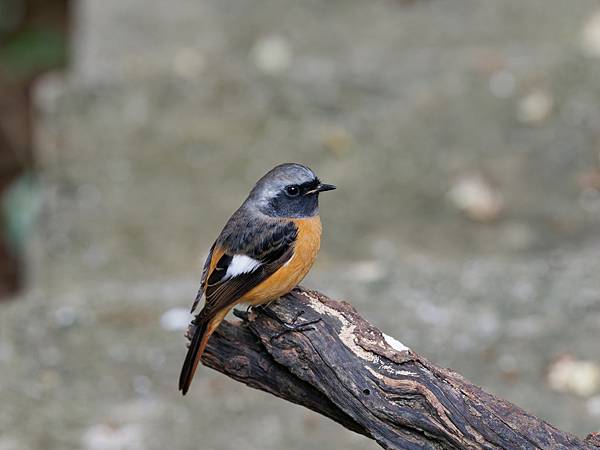 PB221381_DxO PB221381_DxO