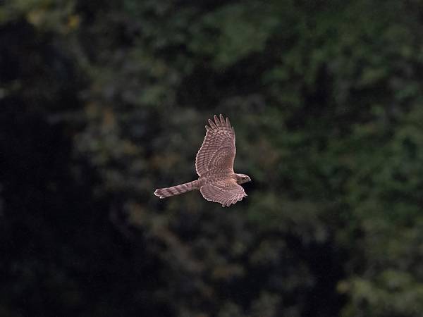 PB091253-topaz-denoise_2