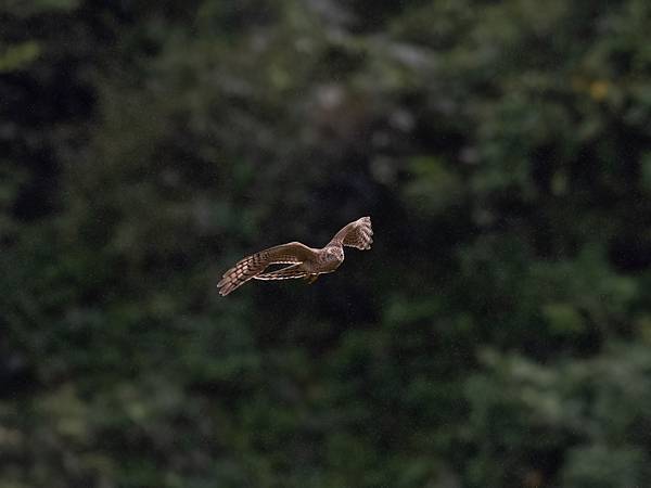 PB091262-topaz-denoise_2