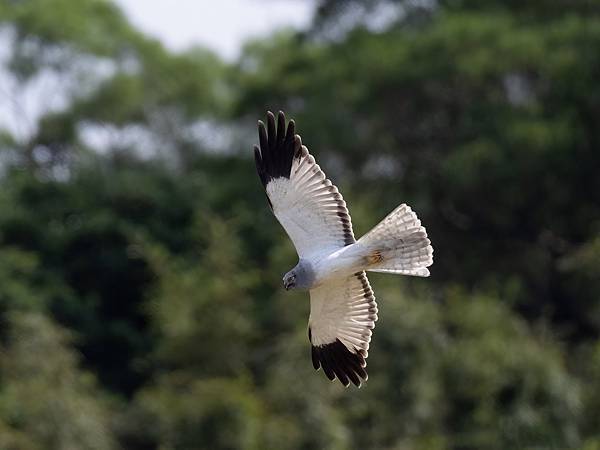 PB091447-topaz-denoise_2