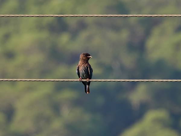 P9290626 1-topaz-denoise