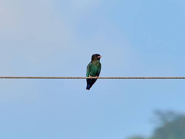 P9290461-topaz-denoise