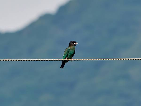 P9290361-topaz-denoise