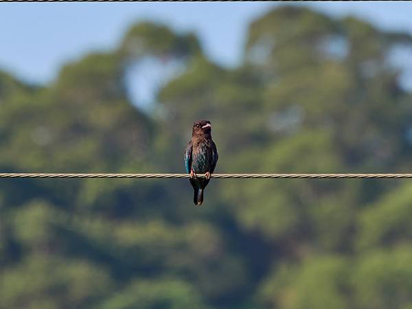 P9290602-topaz-denoise