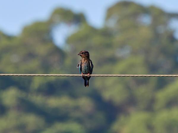 P9290535-topaz-denoise