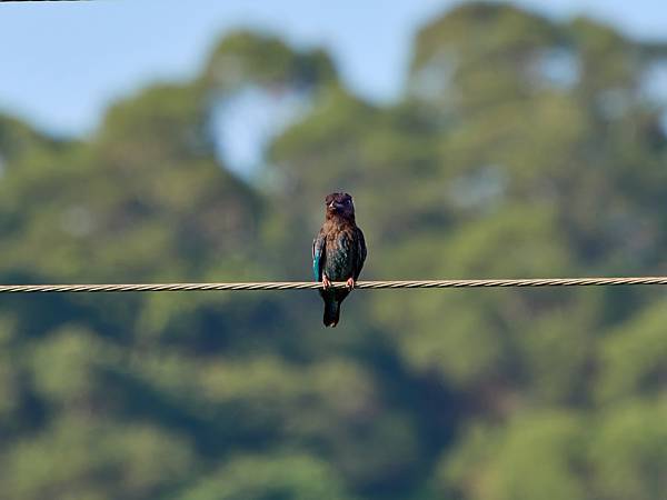 P9290574-topaz-denoise