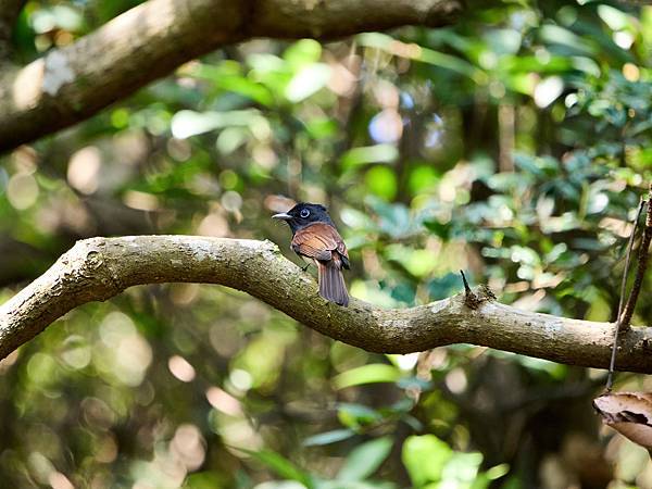 P9150059-SharpenAI-Standard