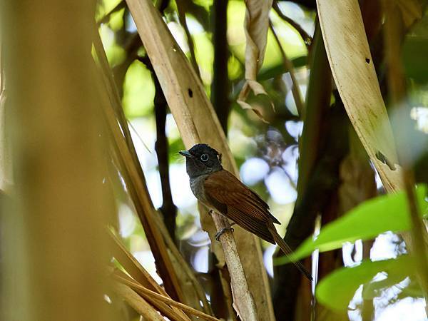 P9150091-SharpenAI-Standard