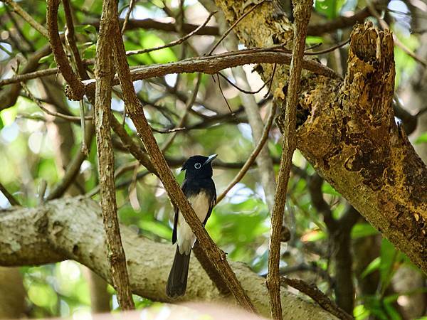 P9150080-SharpenAI-Standard