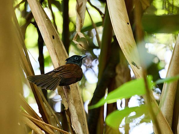 P9150112-SharpenAI-Standard