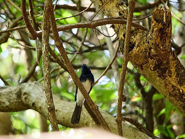 P9150074-SharpenAI-Standard