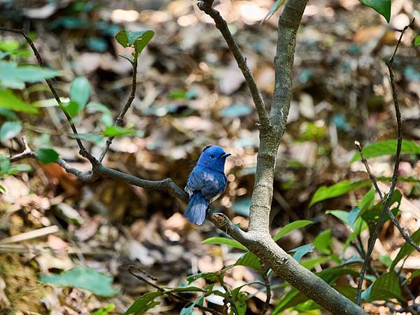 P9150156-topaz-denoise