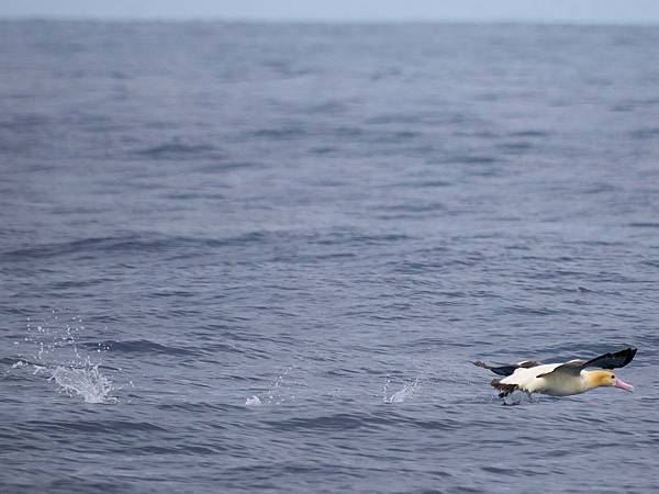 P4220858-sharpen-Focus-gigapixel-low_res-scale-4_00x_DxO