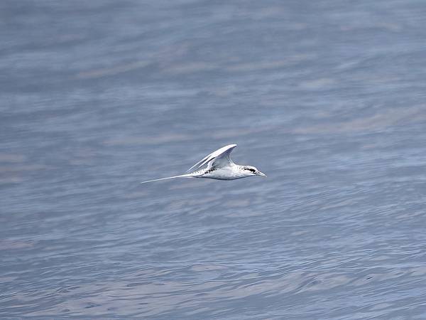 P4220740-sharpen-Focus-gigapixel-low_res-scale-4_00x_DxO