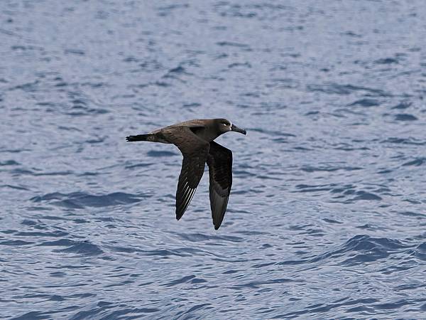 P4220583-sharpen-Focus-gigapixel-low_res-scale-4_00x_DxO