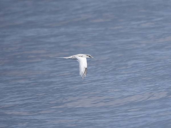 P4220739-sharpen-Focus-gigapixel-low_res-scale-4_00x_DxO