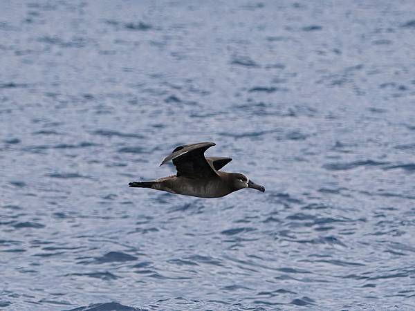 P4220585-sharpen-Focus-gigapixel-low_res-scale-4_00x_DxO