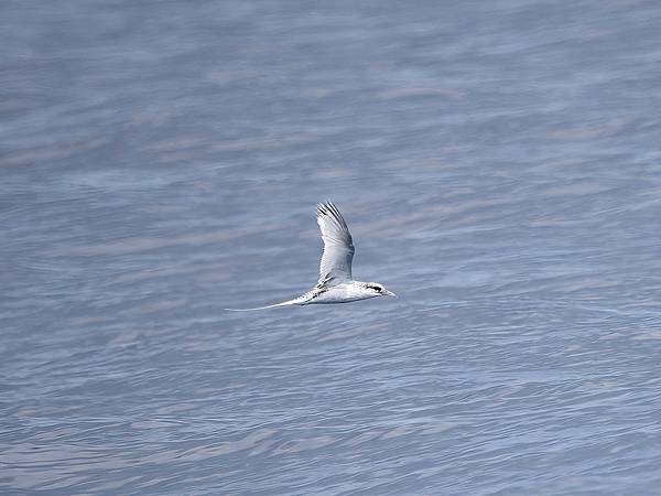 P4220741-sharpen-Focus-gigapixel-low_res-scale-4_00x_DxO