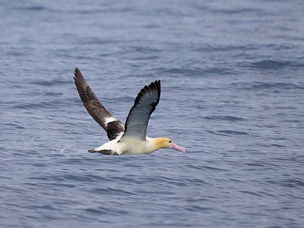 P4220852 2-sharpen-Focus-gigapixel-low_res-scale-4_00x_DxO