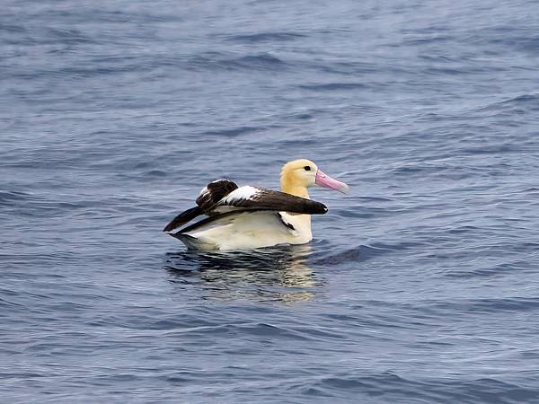 P4220844 1-sharpen-Focus-gigapixel-low_res-scale-4_00x_DxO