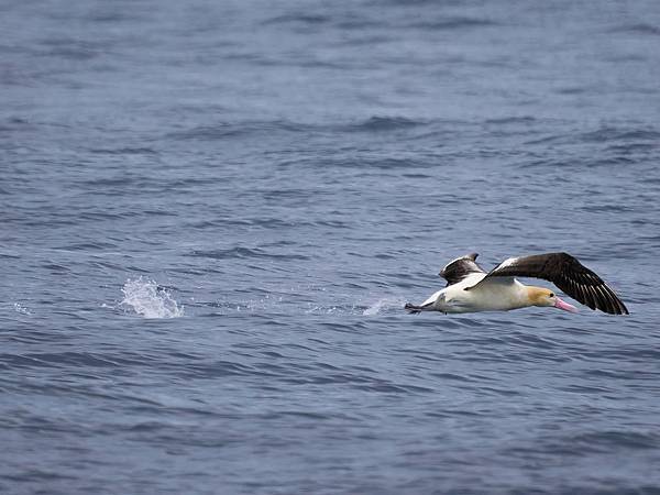 P4220855 1-sharpen-Focus-gigapixel-low_res-scale-4_00x_DxO