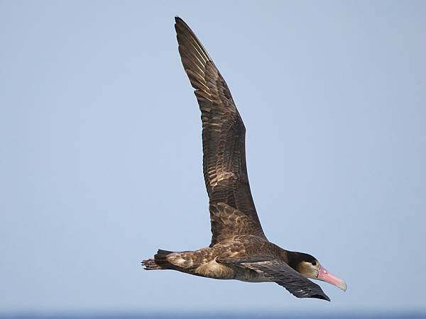 P4220188-sharpen-Motion