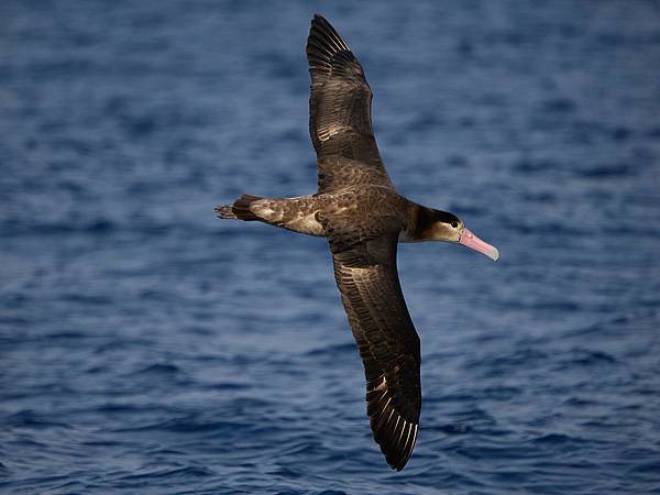 P4220195-sharpen-Motion