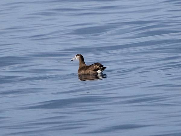 P4220938-DeNoiseAI-clear