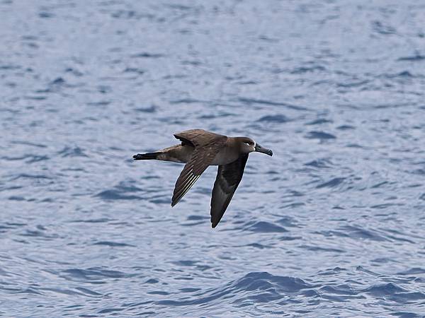 P4220584-DeNoiseAI-clear