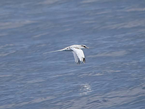 P4220752-DeNoiseAI-clear