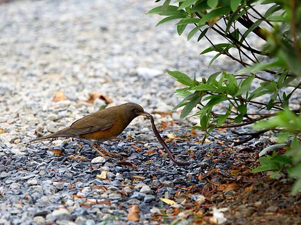 P3170260-DeNoiseAI-clear