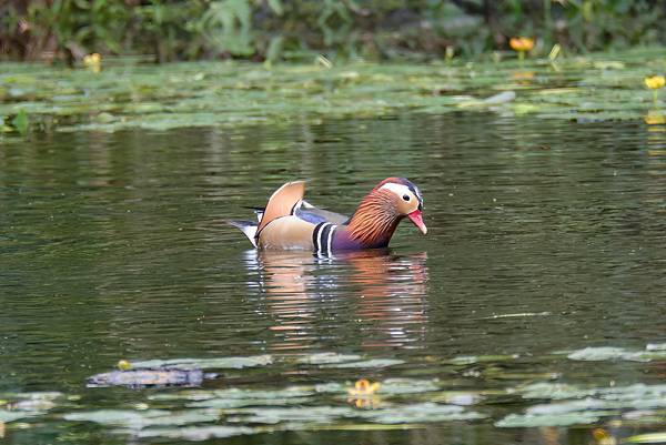 DSC_0333_DxO-DeNoiseAI-severe-noise