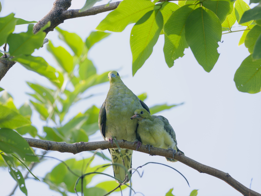 2023 1012 綠鳩