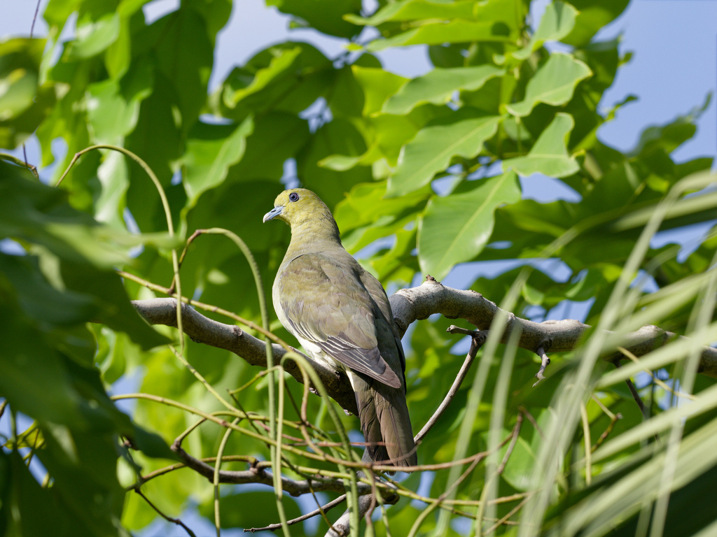 2023 1012 綠鳩