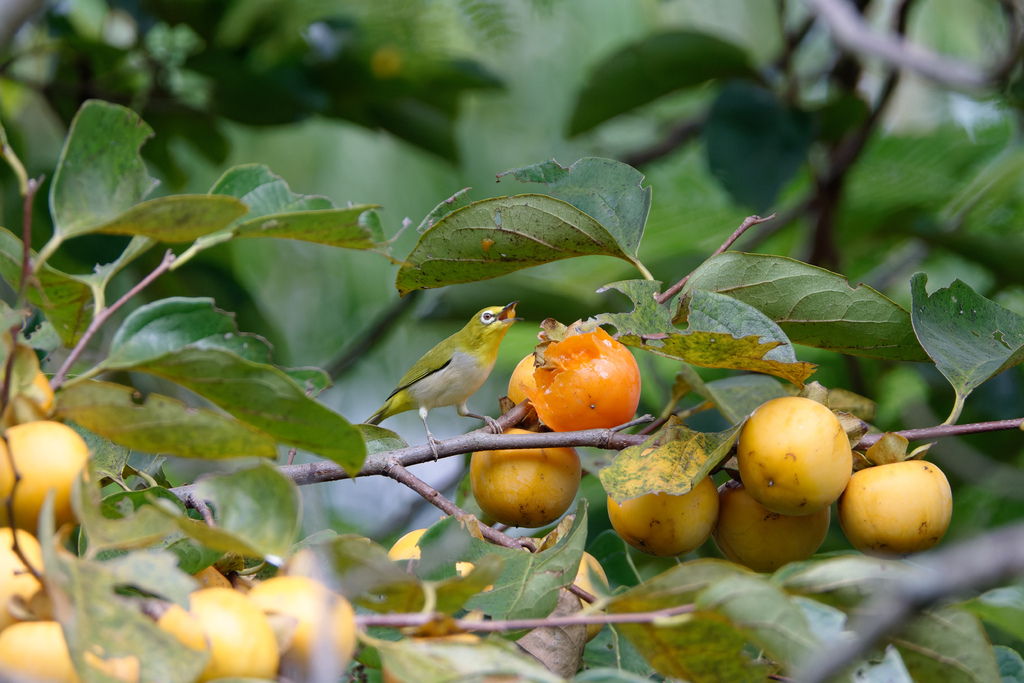 2023 1024 大安柿子熟了 2023 1024 大安柿子熟了