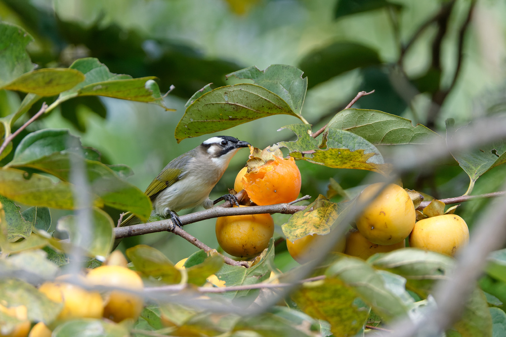 2023 1024 大安柿子熟了 2023 1024 大安柿子熟了