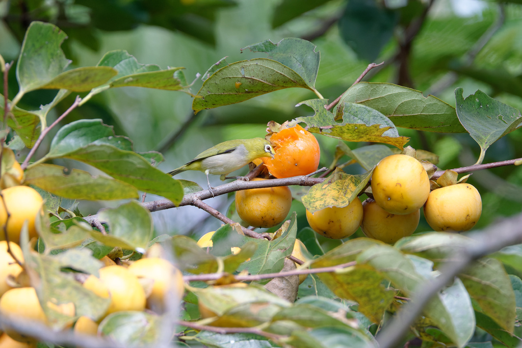 2023 1024 大安柿子熟了 2023 1024 大安柿子熟了