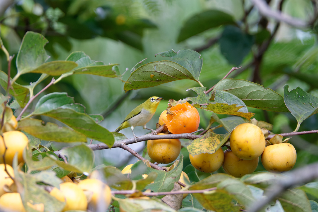 2023 1024 大安柿子熟了 2023 1024 大安柿子熟了